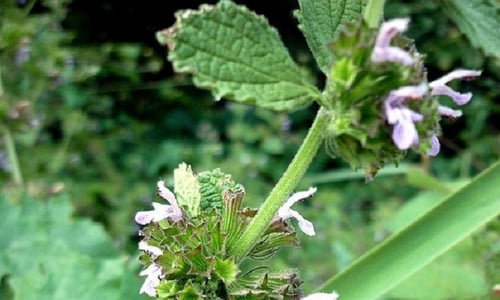Stinkende ballote (Ballota nigra ssp. meridionalis)