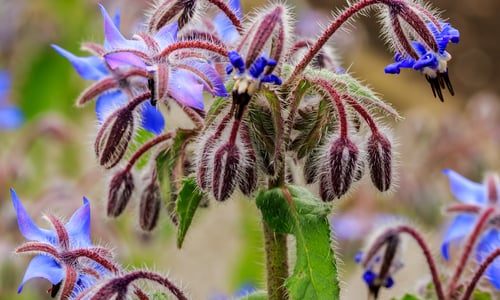 Borage/Bernagie (Borago officinalis)