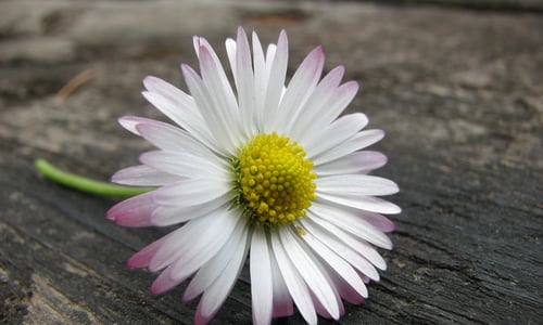 Madeliefje (Bellis perennis)
