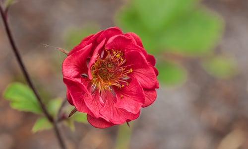 Knikkend nagelkruid (Geum rivale)