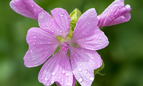 Muskuskaasjeskruid (Malva moschata)
