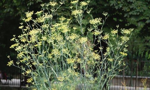Venkel (Foeniculum vulgare)