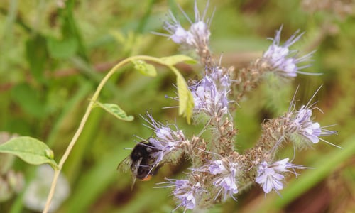 Phacelia (Phacelia tanacetifolia)