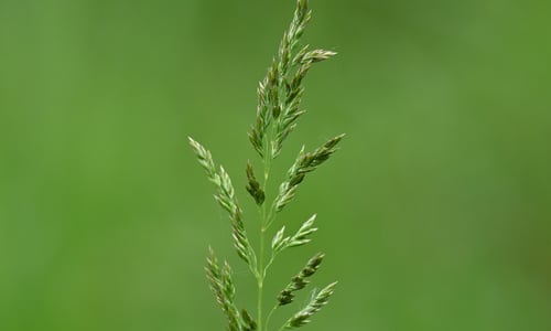Veldbeemdgras (Poa pratensis ssp. pratensis)