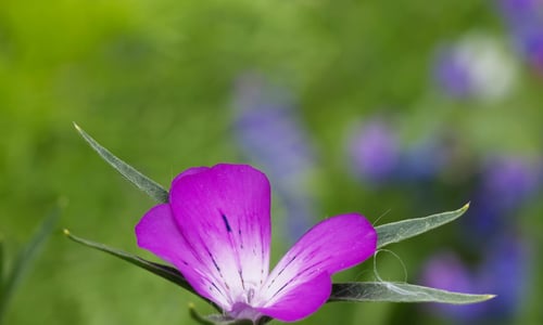 Bolderik BIO (Agrostemma githago)