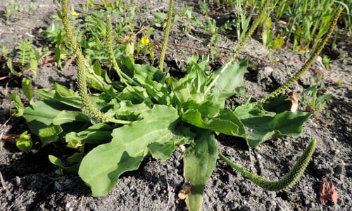 Grote weegbree (Plantago major ssp. major)