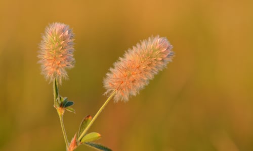 Hazenpootje (Trifolium arvense)