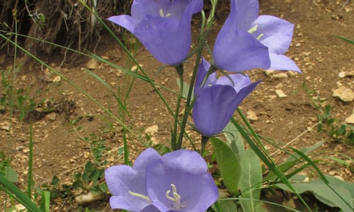 Prachtklokje (Campanula persicifolia)