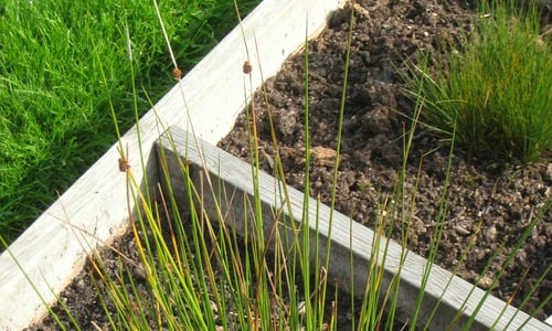 Biezeknoppen (Juncus conglomeratus)