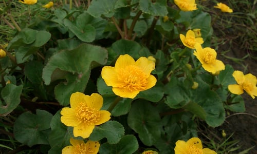 Gewone dotterbloem (Caltha palustris ssp. palustris)
