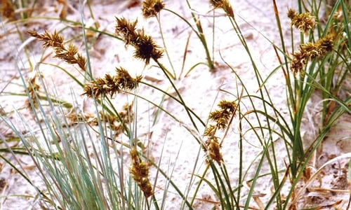 Zandzegge (Carex arenaria)