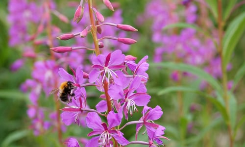 Wilgenroosje (Chamaenerion angustifolium)
