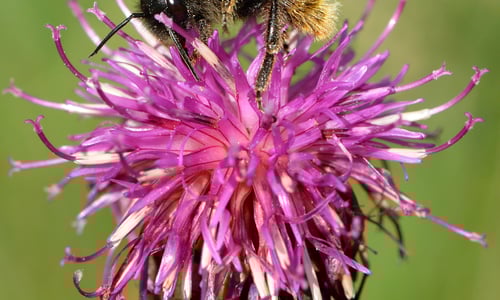 Grote centaurie (Centaurea scabiosa)