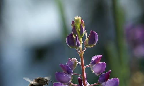 Blauwe lupine (Lupinus angustifolius)