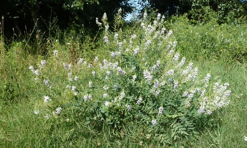 Galega (Galega officinalis)