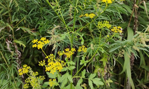 Gewone pastinaak (Pastinaca sativa ssp. sativa)