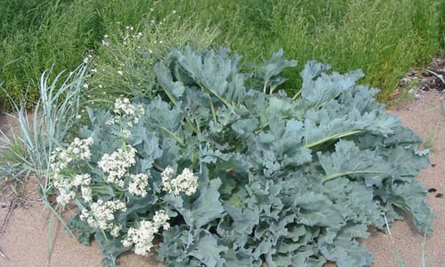 Zeekool (Crambe maritima)
