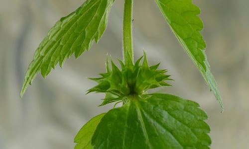 Gele dovenetel (Lamiastrum galeobdolon)
