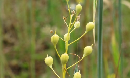 Huttentut (Camelina sativa)