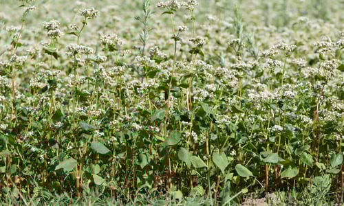 Boekweit (Fagopyrum esculentum)