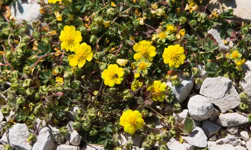 Voorjaarsganzerik (Potentilla verna)