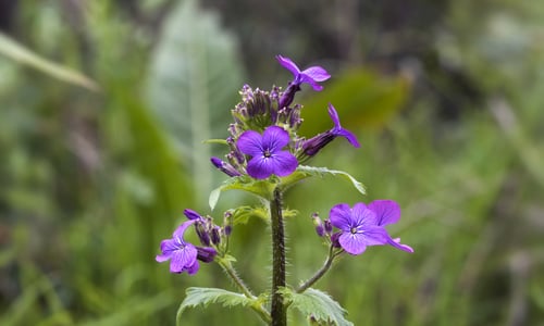 Tuinjudaspenning (Lunaria annua)