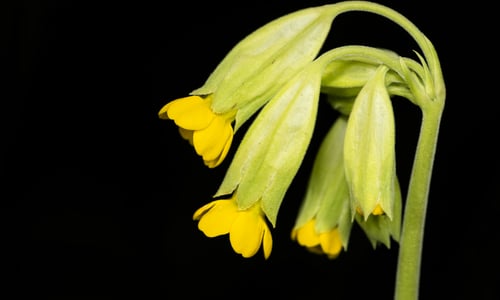 Gulden sleutelbloem (Primula veris)