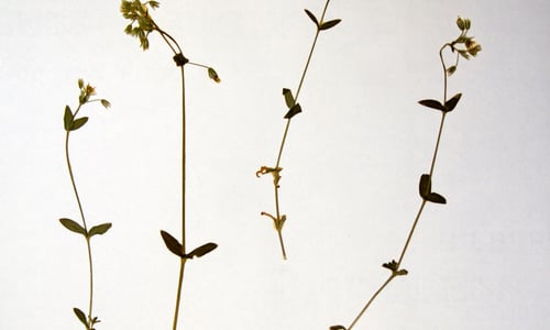 Gewone hoornbloem (Cerastium fontanum ssp. vulgare)