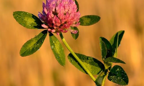 Rode klaver (Trifolium pratense)