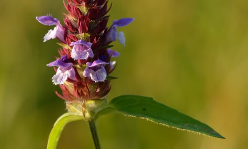 Gewone brunel (Prunella vulgaris)