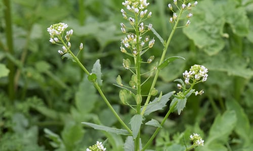 Witte krodde (Thlaspi arvense)