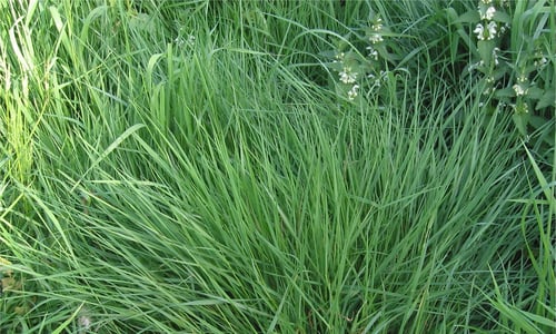 Gewoon struisgras (Agrostis capillaris)