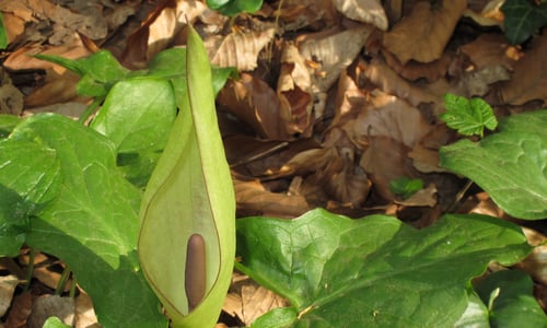 Gevlekte aronskelk (Arum maculatum)