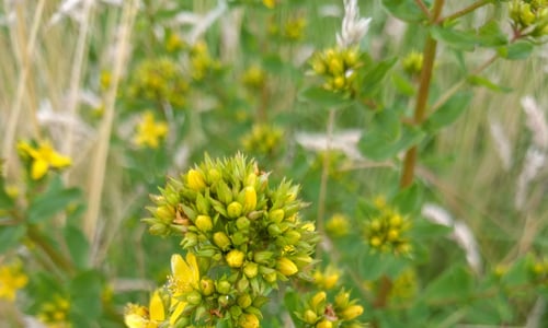Gevleugeld hertshooi (Hypericum tetrapterum)