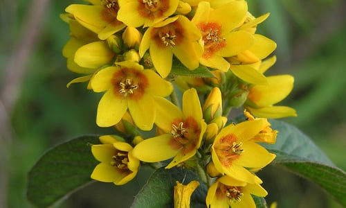 Grote wederik (Lysimachia vulgaris)