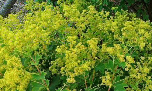 Geelgroene vrouwenmantel (Alchemilla xanthochlora)
