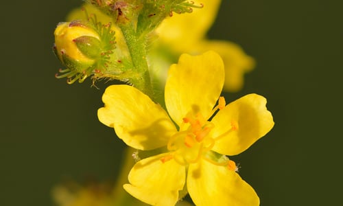 Gewone agrimonie (Agrimonia eupatoria)