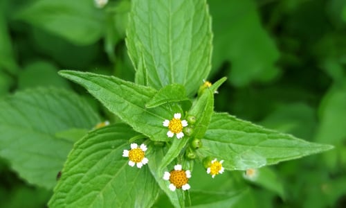 Kaal knopkruid (Galinsoga parviflora)