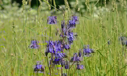 Wilde akelei (Aquilegia vulgaris)