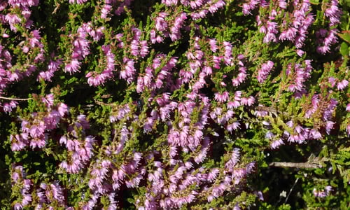 Struikhei (Calluna vulgaris)