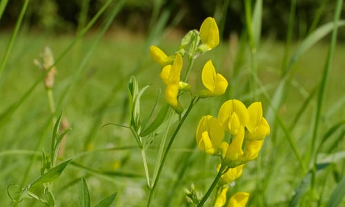 Veldlathyrus BIO (Lathyrus pratensis)