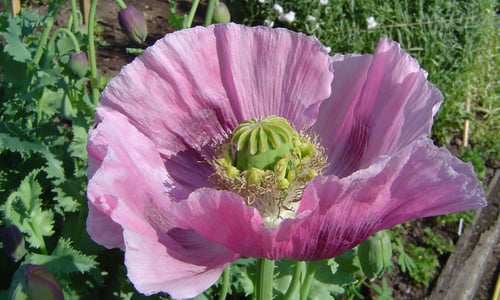 Slaapbol (Papaver somniferum)