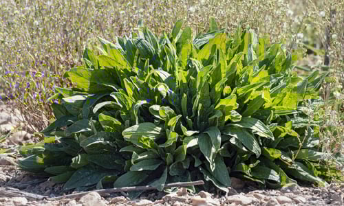 Veldzuring (Rumex acetosa)