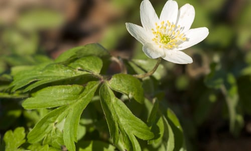 Bosanemoon (Anemone nemerosa)