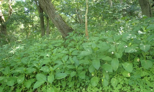 Kleine kaardenbol (Dipsacus pilosus)