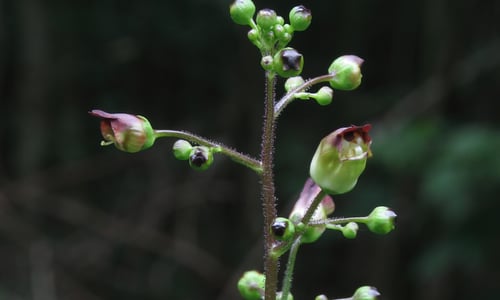 Knopig helmkruid (Scrophularia nodosa)