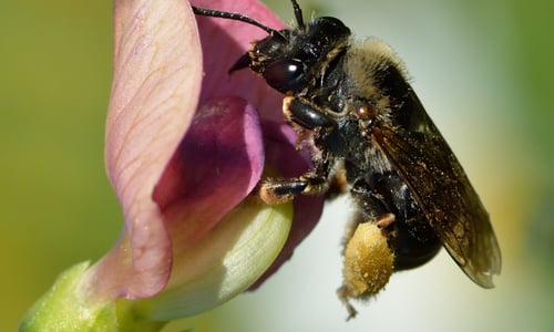 Boslathyrus (Lathyrus sylvestris)