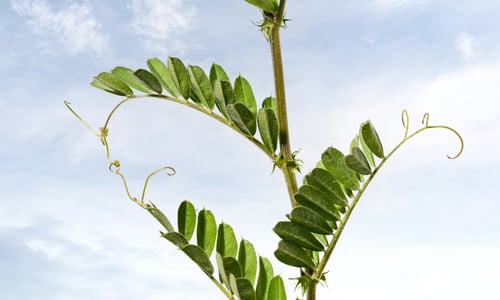 Voederwikke (Vicia sativa)
