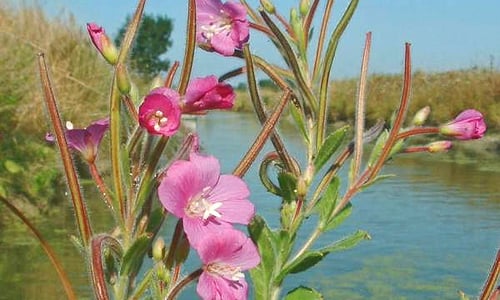 Harig wilgenroosje (Epilobium hirsutum)