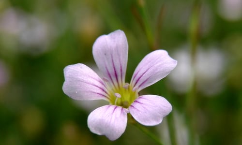 Kleine mantelanjer (Petrorhagia saxifraga)